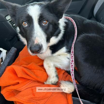 Photo 1/2 Chien retrouvé Perdu à Courcelles en barrois