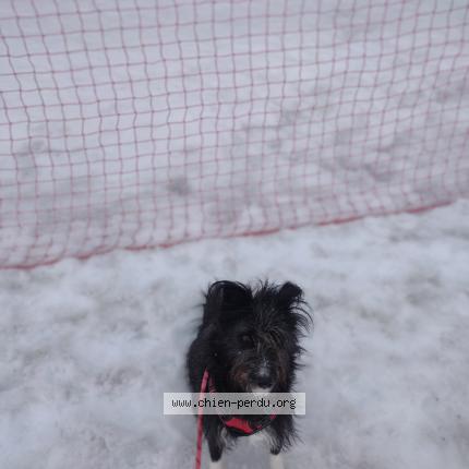 Photo 1/1 Chien retrouvé Perdu à Noisy le grand