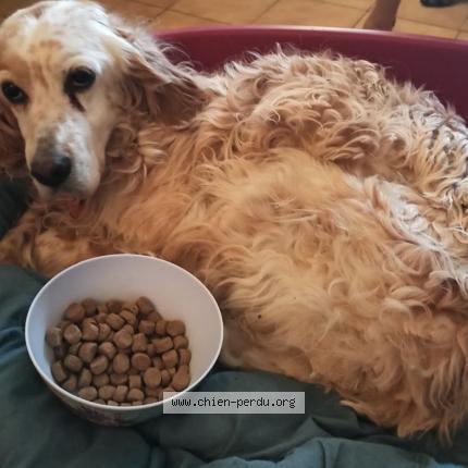 Photo 1/1 Chien retrouvé Trouvé à Sauzet