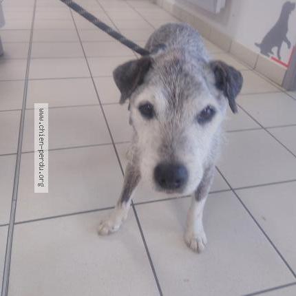 Photo de chien trouvé à Magnac Laval