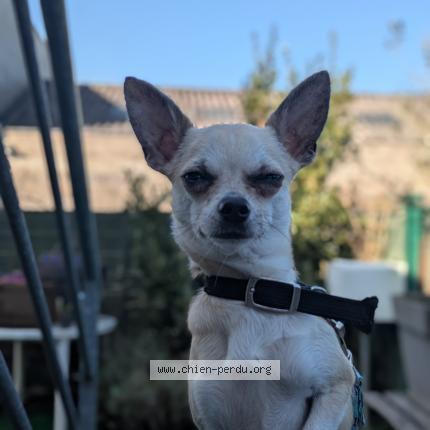 Photo de chien perdu à Suce Sur Erdre