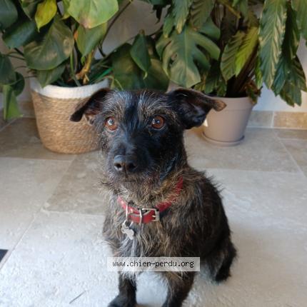 Photo de chien perdu à Monteux