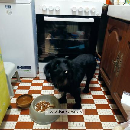 Photo 1/1 Chien retrouvé Perdu à La roche sur yon