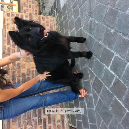 Photo 1/1 Chien retrouvé Trouvé à Meriel