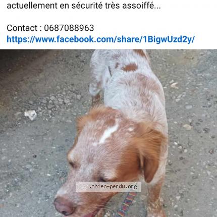 Photo 1/1 Chien retrouvé Trouvé à Hanvoile crillon
