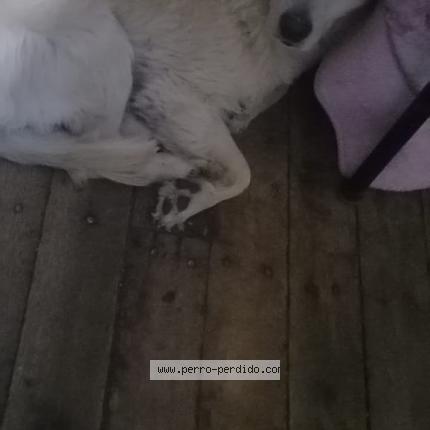 Photo de chien perdu à Ayaviri