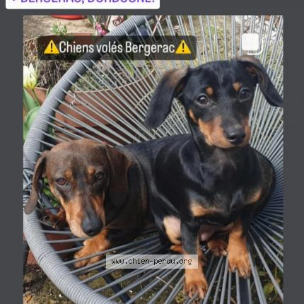 Photo de chien perdu à Bergerac