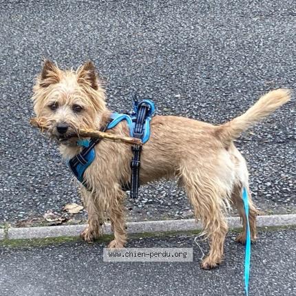 Photo 1/1 Chien retrouvé Perdu à Dambenois