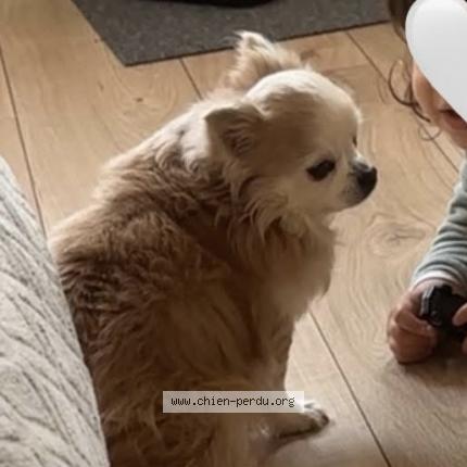 Photo 1/1 Chien retrouvé Perdu à Villaries