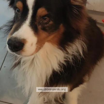 Photo de chien perdu à Angerville La Martel