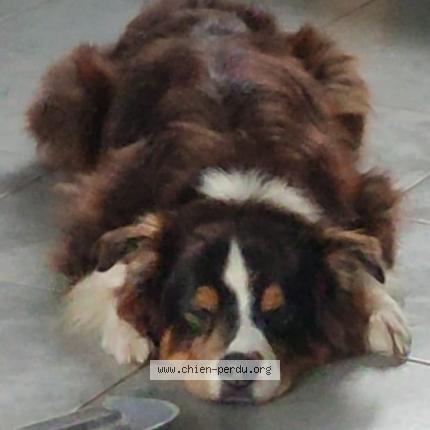 Photo 2/2 Chien retrouvé Perdu à Angerville la martel