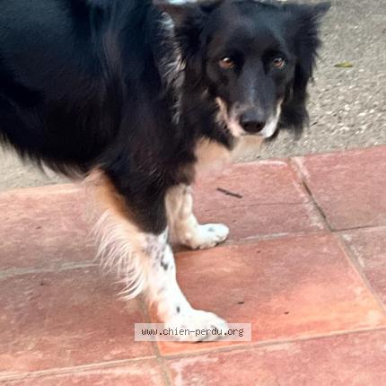 Photo 1/1 Chien retrouvé Perdu à Le passage