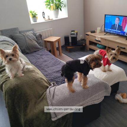 Photo de chien perdu à Toul