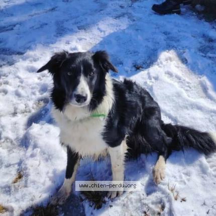 Photo 1/1 Chien retrouvé Perdu à Lacombe