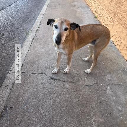 Photo 1/1 Chien retrouvé Trouvé à Reyrieux