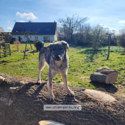 Photo 1/2 Chien retrouvé Perdu à Giberville