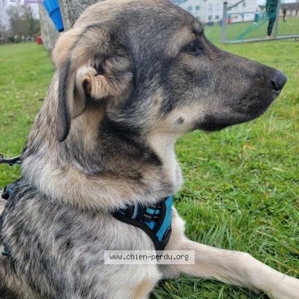 Photo 2/2 Chien retrouvé Perdu à Giberville
