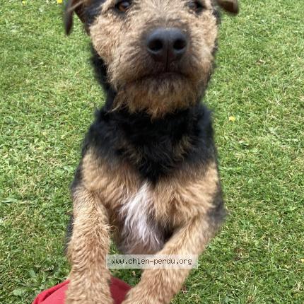 Photo 1/1 Chien retrouvé Trouvé à Escaunets