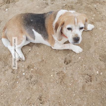 Photo 1/1 Chien retrouvé Perdu à Bois de boulogne