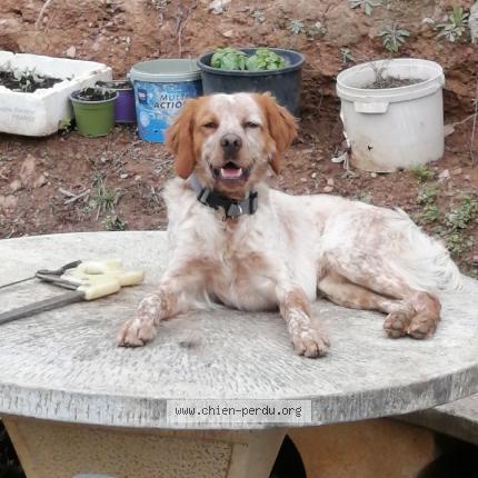 Photo 1/1 Chien retrouvé Perdu à San nicolao 20230