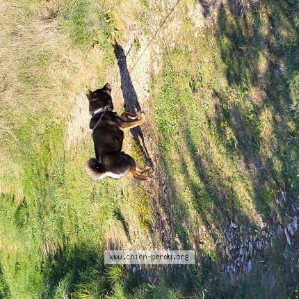 Photo 1/1 Chien retrouvé Perdu à Larnas