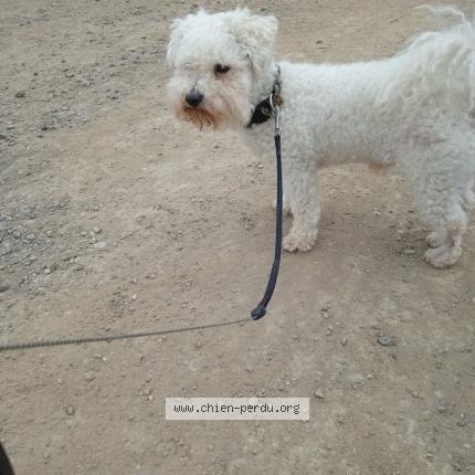 Photo 1/1 Chien retrouvé Perdu à Lochwiller