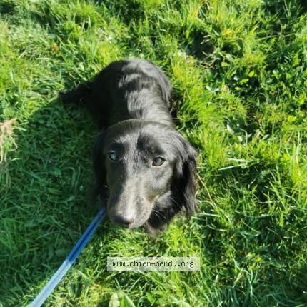 Photo de chien perdu à Lormont