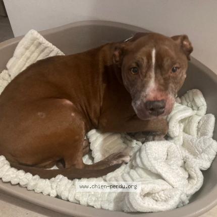 Photo de chien perdu à Champs Sur Marne