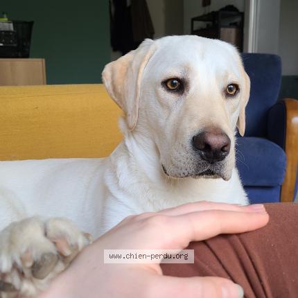 Photo 1/1 Chien retrouvé Perdu à Lyon