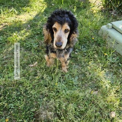 Photo de chien trouvé à Castelsarrasin