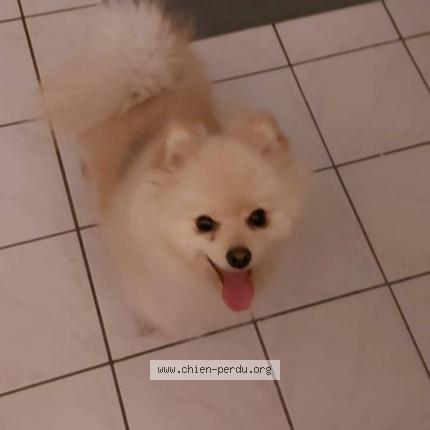 Photo 1/1 Chien retrouvé Trouvé à Maisons alfort