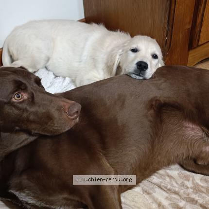 Photo 1/1 Laiko Chien perdu à Blaisy bas