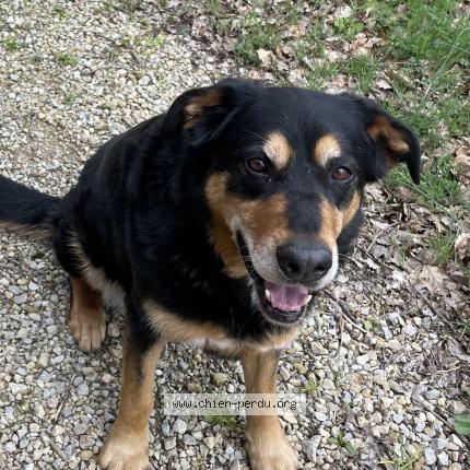 Photo 1/1 Chien retrouvé Perdu à Meljac