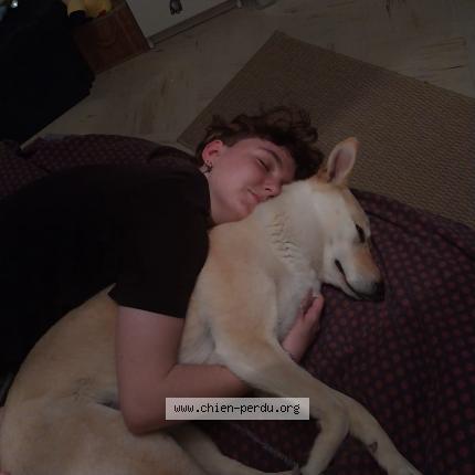 Photo 1/1 Chien retrouvé Perdu à Albi