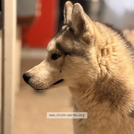 Photo 1/1 Chien retrouvé Perdu à Nimes