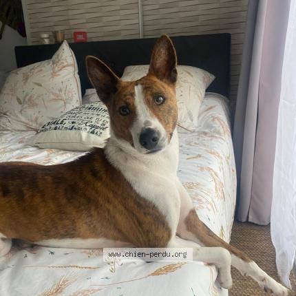 Photo 1/1 Chien retrouvé Perdu à Grenoble