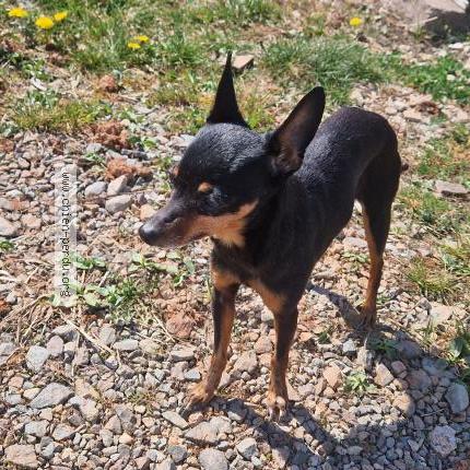 Photo 1/1 Chien retrouvé Trouvé à Champagney eboulet