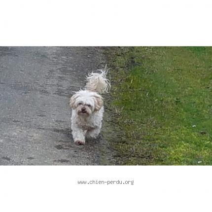 Photo 1/1 Chien retrouvé Perdu à Morganx