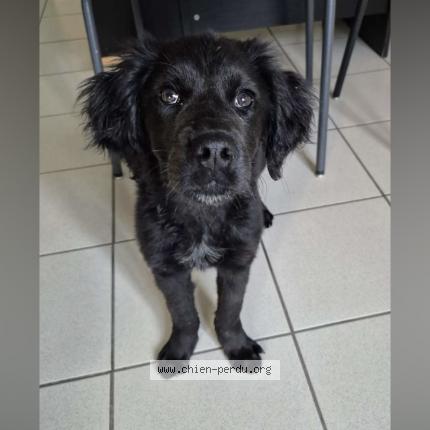 Photo 1/1 Chien retrouvé Perdu à Vieil hesdin