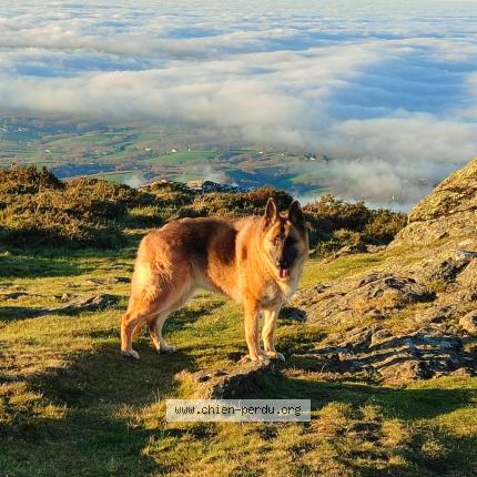 Photo de chien perdu à Jatxou