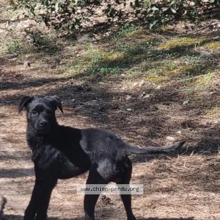 Photo 1/1 Chien retrouvé Trouvé à Saint jean de monts