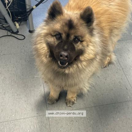 Photo 1/1 Chien retrouvé Perdu à Lyon