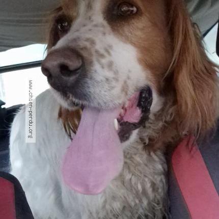 Photo 1/1 Chien retrouvé Trouvé à Sarrians