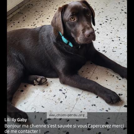 Photo 1/2 Chien retrouvé Perdu à Ardres