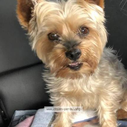 Photo 1/1 Chien retrouvé Perdu à Vergeze