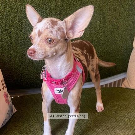 Photo 2/2 Baudoux uline Chien perdu à Saint epain