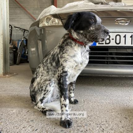 Photo 1/1 Chien retrouvé Perdu à Lacrouzette
