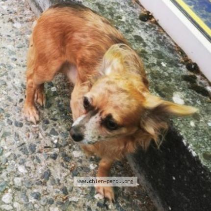 Photo de chien trouvé à Begles