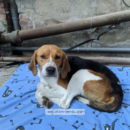 Photo 1/1 Chien retrouvé Trouvé à Pontaumur