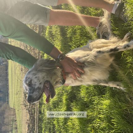 Photo 1/1 Chien retrouvé Perdu à Moutier d ahun